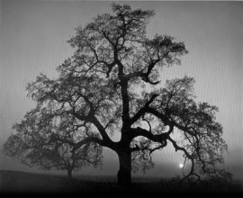 tree (Ansell Adams)